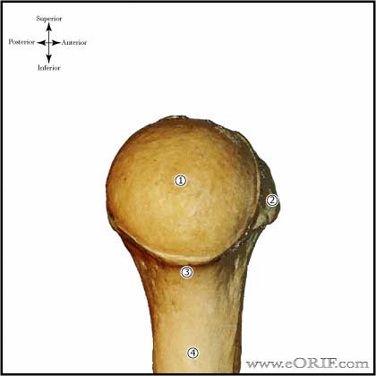 Proximal Humerus Anatomy